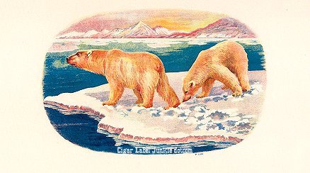 UT Polar Bears- cigar box label